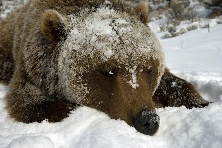 jonathan-griffiths-up-close-wildlife-photography-bear-sleeping-in-snow
